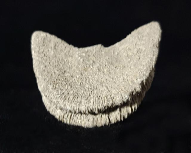 Diploctenium subcirulare MILNE-EDWARDS & HAIME 1848 - Bild © FossNet FossilienStore